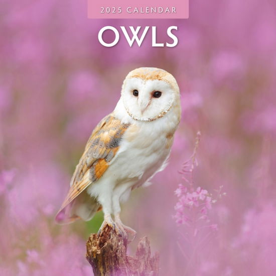 Cover for Red Robin · Owls 2025 Square Wall Calendar (Paperback Book) (2024)