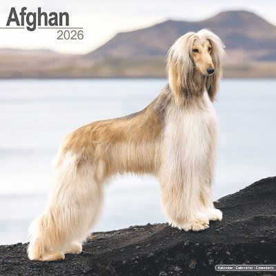 Cover for Afghan Calendar 2026  Square Dog Breed Wall Calendar - 16 Month (Calendar) (2025)