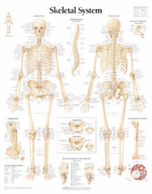 Skeletal System Paper Poster - Scientific Publishing - Merchandise - Scientific Publishing Limited - 9781930633001 - July 5, 2002