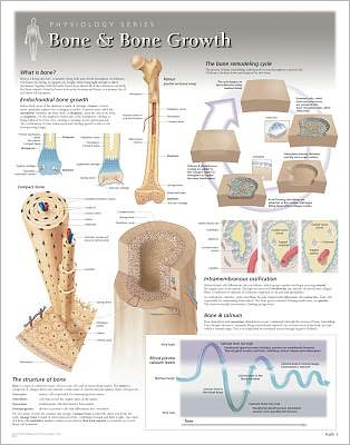 Bone & Bone Growth Laminated Poster - Scientific Publishing - Boeken - Scientific Publishing Limited - 9781935612001 - 31 mei 2013