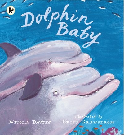 Cover for Nicola Davies · Dolphin Baby (Paperback Bog) (2017)