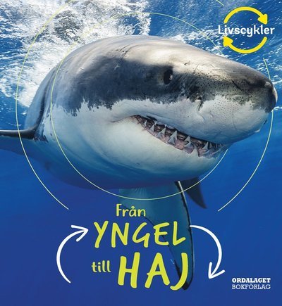 Cover for Camilla De la Bédoyère · Från yngel till haj (Bound Book) (2020)