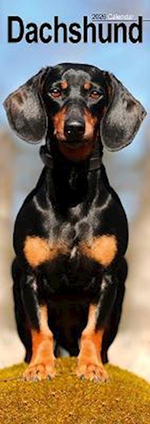 Cover for Dachshund Slim Calendar 2026  Dog Breed Slimline Calendar - 12 Month (Calendar) (2025)