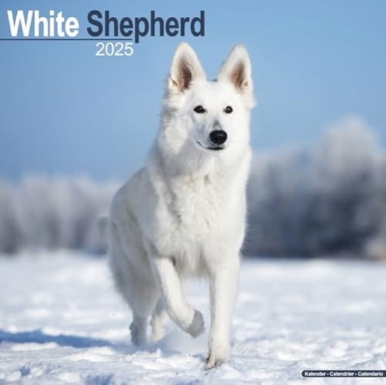 Cover for White Shepherd Calendar 2025  Square Dog Breed Wall Calendar - 16 Month (Calendar) (2024)