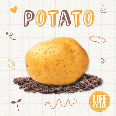 Cover for Kirsty Holmes · Potato - Life Cycles (Hardcover Book) (2020)