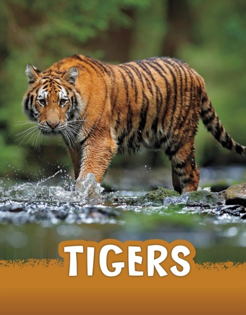 Cover for Jaclyn Jaycox · Tigers - Animals (Gebundenes Buch) (2022)
