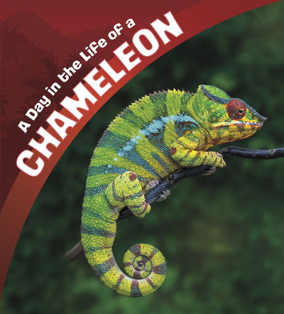 Cover for Lisa J. Amstutz · A Day in the Life of a Chameleon - A Day in the Life (Paperback Book) (2020)