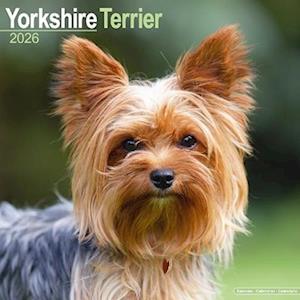 Cover for Yorkshire Terrier Calendar 2026  Square Dog Breed Wall Calendar - 16 Month (Calendar) (2025)