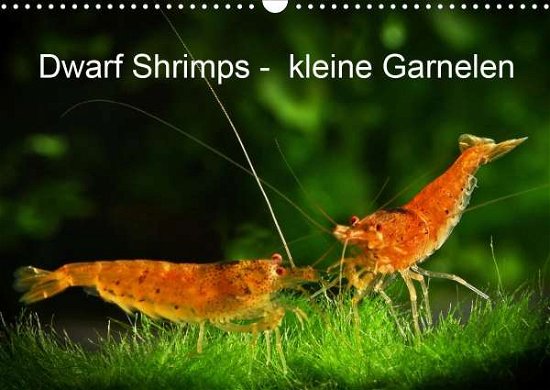 Cover for Pohlmann · Dwarf Shrimps - kleine Garnele (Book)