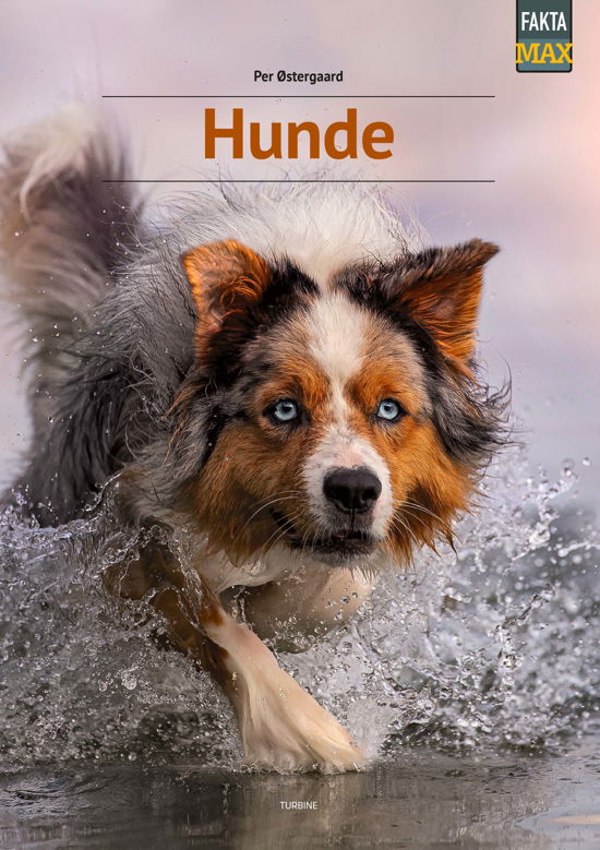 Cover for Per Østergaard · Fakta Max: Hunde (Hardcover Book) [1er édition] (2024)