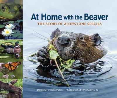 At Home with the Beaver: The Story of a Keystone Species - The Story of a Keystone Species - Dorothy Hinshaw Patent - Livros - Web of Life Children's Books - 9781970039009 - 22 de agosto de 2019