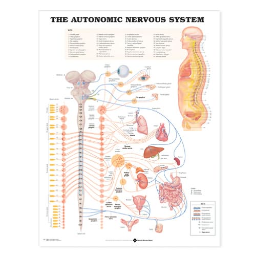 Cover for Acc 8026pl1.5 · The Autonomic Nervous System Anatomical Chart (Landkarten) (2003)