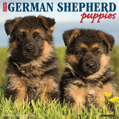 Just German Shepherd Puppies 2025 12 X 12 Wall Calendar - Willow Creek Press - Gadżety - Willow Creek Press Calendars - 9781549243011 - 10 września 2024