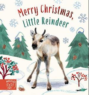 Cover for Amanda Wood · Merry Christmas, Little Reindeer - Baby Animal Tales (Board book) (2023)