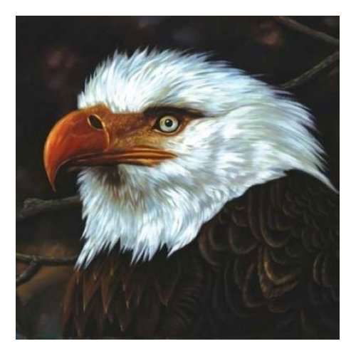 Cover for Mogwai · Hawk Is Howling (LP) [Standard edition] (2008)