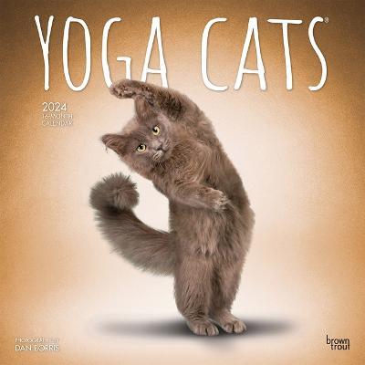 Cover for Browntrout · Yoga Cats 2024 Square (Calendar) (2023)