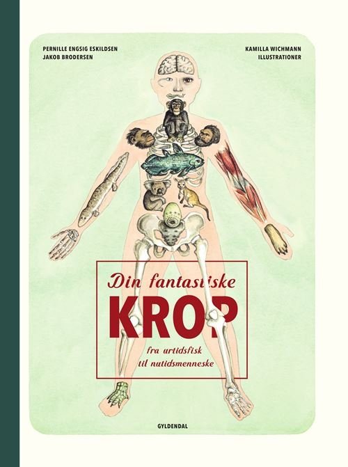 Cover for Jakob Brodersen; Pernille Engsig Eskildsen; Kamilla Wichmann · Din fantastiske krop - fra urtidsfisk til nutidsmenneske (Innbunden bok) [1. utgave] (2023)