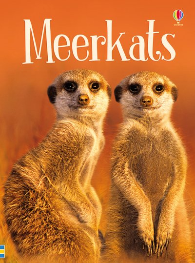 Cover for James Maclaine · Meerkats - Beginners (Inbunden Bok) (2017)