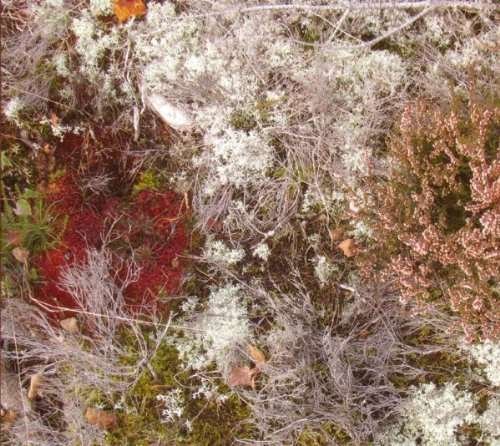 Cover for Fursaxa · Mycorrhizae Realm (LP) (2010)