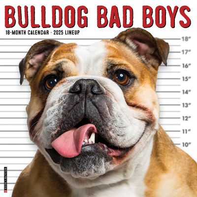 Bulldog Bad Boys 2025 12 X 12 Wall Calendar - Willow Creek Press - Fanituote - Willow Creek Press Calendars - 9781549242014 - tiistai 10. syyskuuta 2024