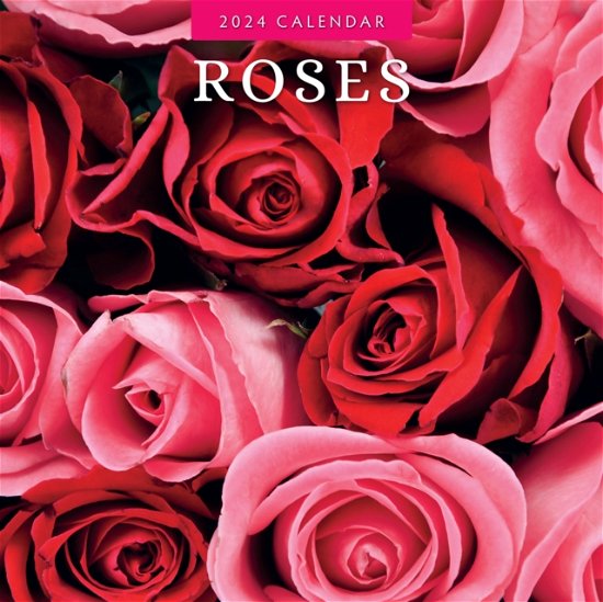 Cover for Red Robin Publishing Ltd. · Roses 2024 Square Wall Calendar (Paperback Book) (2023)