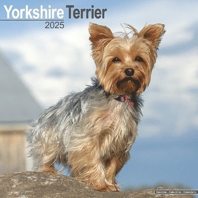 Cover for Yorkshire Terrier Calendar 2025 Square Dog Breed Wall Calendar - 16 Month (Kalender) (2024)