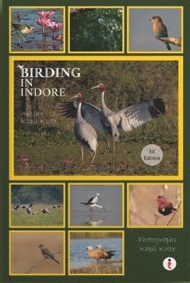 Cover for Kapil Kolte · Birding In Indore (Paperback Book) (2024)