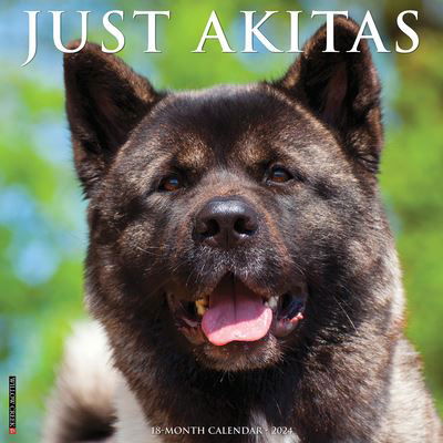 Just Akitas 2024 12 X 12 Wall Calendar - Willow Creek Press - Merchandise - Willow Creek Press - 9781549232015 - August 1, 2023