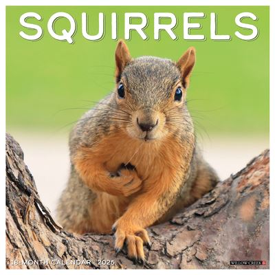 Cover for Willow Creek Press · Squirrels 2025 12 X 12 Wall Calendar (Calendar) (2024)