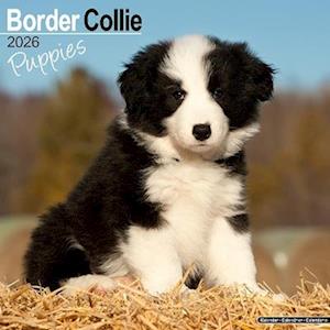 Cover for Border Collie Puppies Calendar 2026  Square Dog Puppy Breed Wall Calendar - 16 Month (Calendar) (2025)