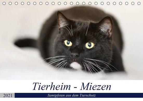 Tierheim - Miezen (Tischkale - Metternich - Books -  - 9783671833016 - 