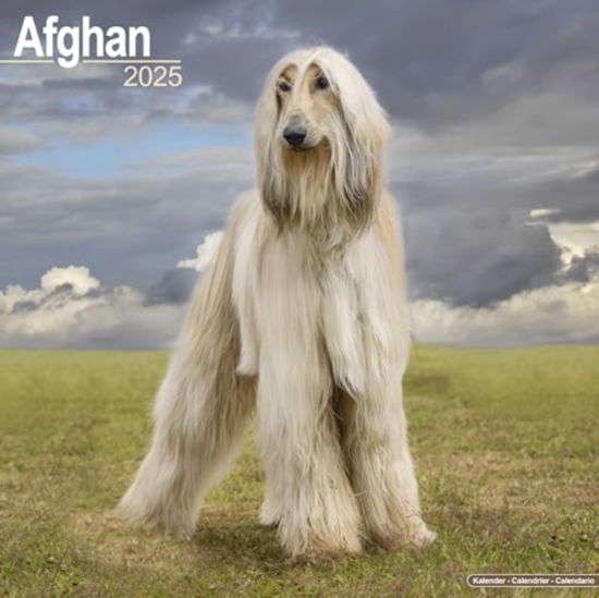 Cover for Afghan Calendar 2025  Square Dog Breed Wall Calendar - 16 Month (Calendar) (2024)