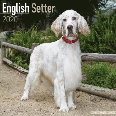 Cover for Avonside Publishing Ltd · Kal. English Setter 2020 (Book) (2019)