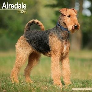 Cover for Airdale  Calendar 2026  Square Dog Breed Wall Calendar - 16 Month (Calendar) (2025)