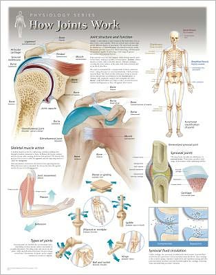 Cover for Scientific Publishing · How Joints Work Laminated Poster (Map) (2013)