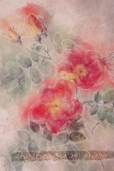 Cover for Coming Up Roses · Rosa Eglanteria Var. Punicea (Pocketbok) (2019)