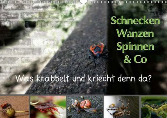 Cover for Brinker · Schnecken, Wanzen, Spinnen und (Book)