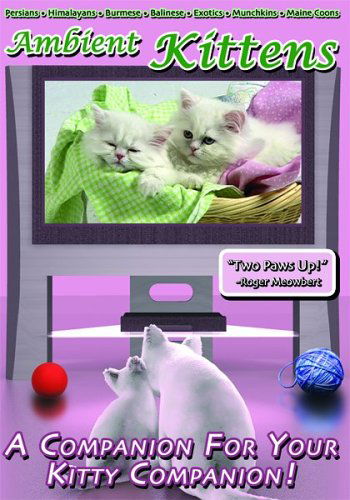 Cover for Artist Not Provided · Ambient Kittens: a Companion for Your Kitty Compan (DVD) (2008)