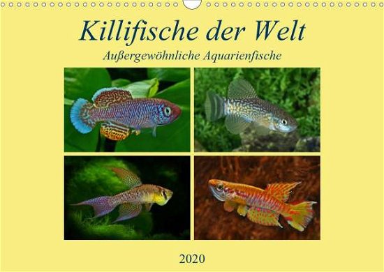 Cover for Pohlmann · Killifische der WeltCH-Version (Bog)