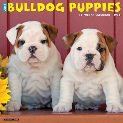 Cover for Willow Creek Press · Just Bulldog Puppies 2025 12 X 12 Wall Calendar (Calendar) (2024)