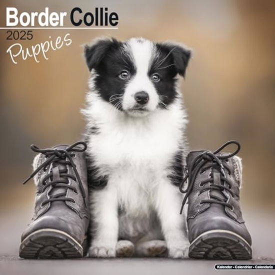 Cover for Border Collie Puppies Calendar 2025  Square Dog Puppy Breed Wall Calendar - 16 Month (Calendar) (2024)