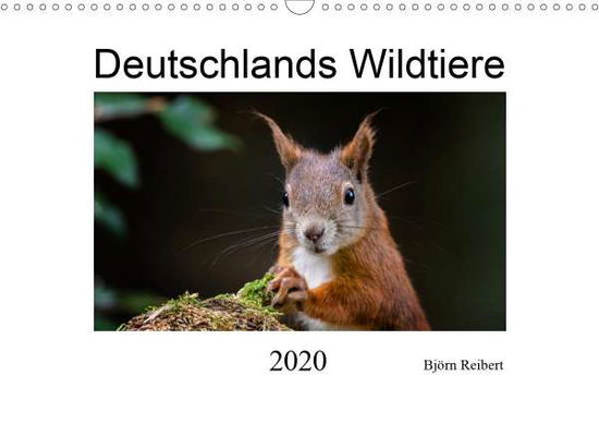 Cover for Reibert · Deutschlands Wildtiere (Wandkal (Book)