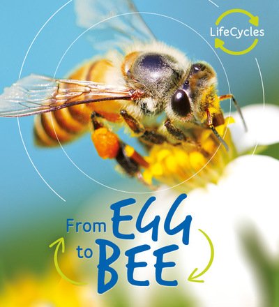 Cover for Camilla De La Bedoyere · Lifecycles: Egg to Bee - Life Cycles (Paperback Bog) (2019)