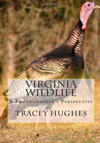 Cover for Tracey Y. Hughes · Virginia Wildlife: a Photographer's Perspective (Paperback Book) (2013)