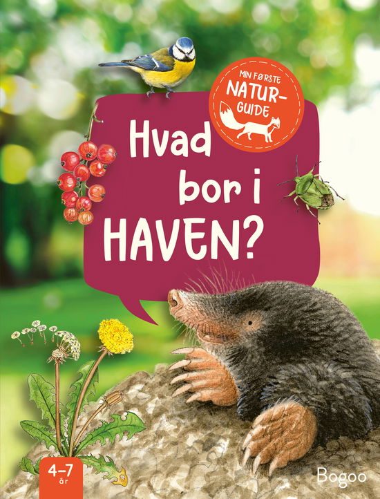 Julia Hiller · Min første naturguide: Hvad bor i haven? (Hardcover Book) [1. wydanie] (2024)