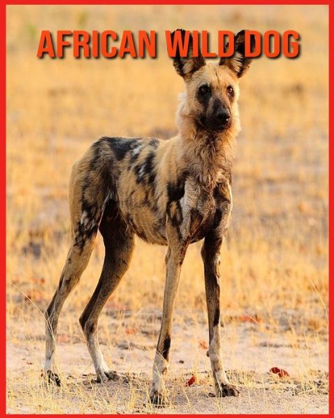 Cover for Linda Davis · African wild dog (Paperback Book) (2021)