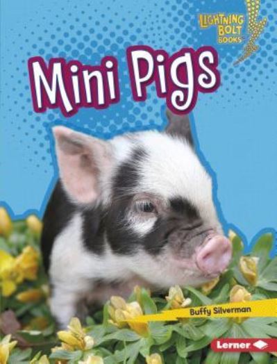 Cover for Buffy Silverman · Mini Pigs (Hardcover Book) (2018)