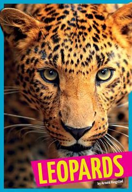 Leopards (Wild Cats) - Arnold Ringstad - Książki - Amicus High Interest - 9781607536024 - 1 sierpnia 2014