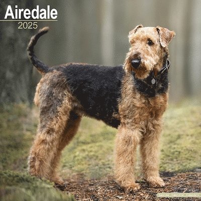 Cover for Airedale Calendar 2025 Square Dog Breed Wall Calendar - 16 Month (Kalender) (2024)
