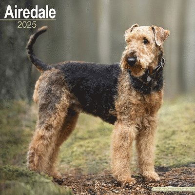 Cover for Airedale Calendar 2025 Square Dog Breed Wall Calendar - 16 Month (Calendar) (2024)